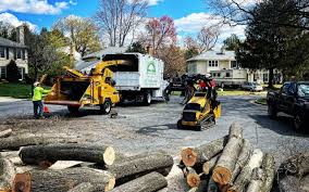 Trusted Minco, OK Tree Services Experts