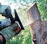Best Tree Disease Treatment  in Minco, OK