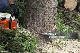 Best Tree Mulching  in Minco, OK