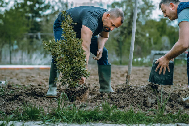 Best Emergency Tree Removal  in Minco, OK