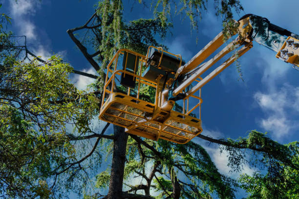 Best Root Management and Removal  in Minco, OK