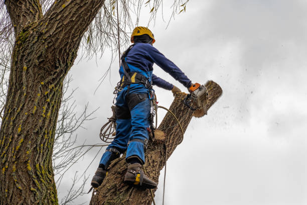 Best Leaf Removal  in Minco, OK