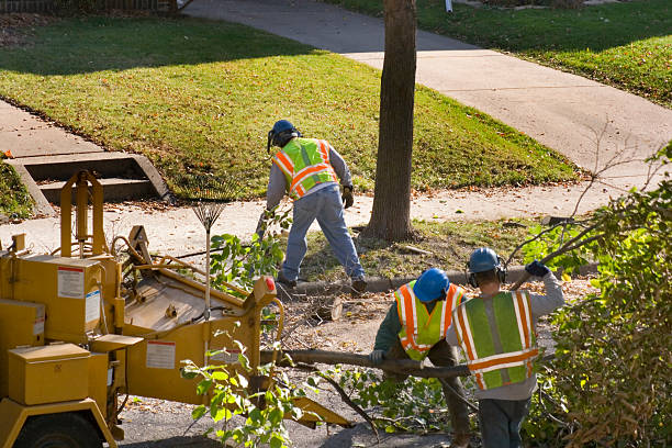 Best Tree Preservation Services  in Minco, OK