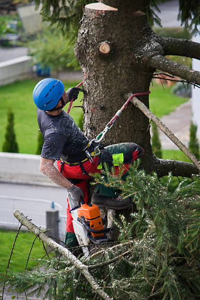  Minco, OK Tree Services Pros