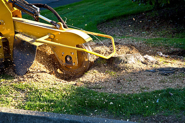 Best Tree Maintenance Programs  in Minco, OK