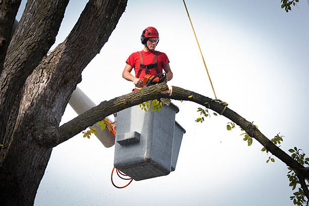 Best Commercial Tree Services  in Minco, OK