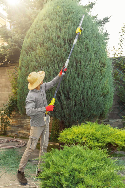 Best Tree Trimming and Pruning  in Minco, OK