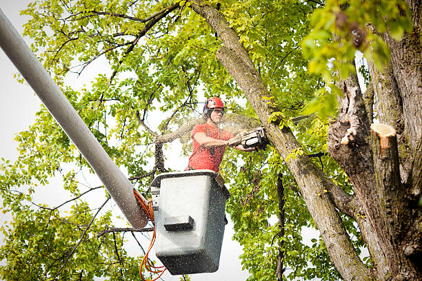 Best Arborist Consultation Services  in Minco, OK