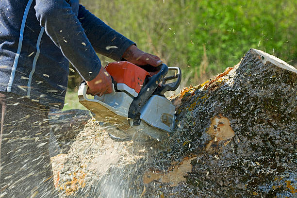 Best Emergency Tree Removal  in Minco, OK