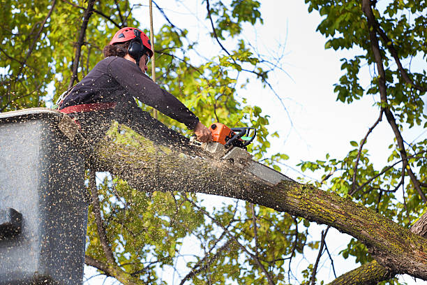 Best Storm Damage Tree Cleanup  in Minco, OK