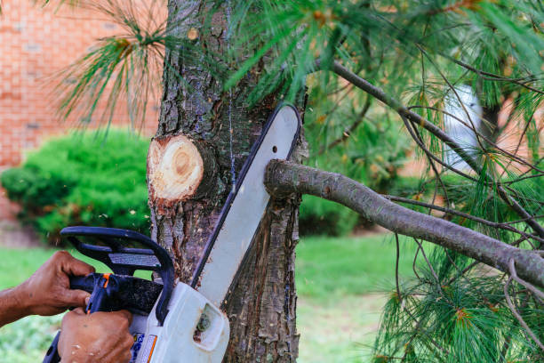 Best Tree and Shrub Care  in Minco, OK
